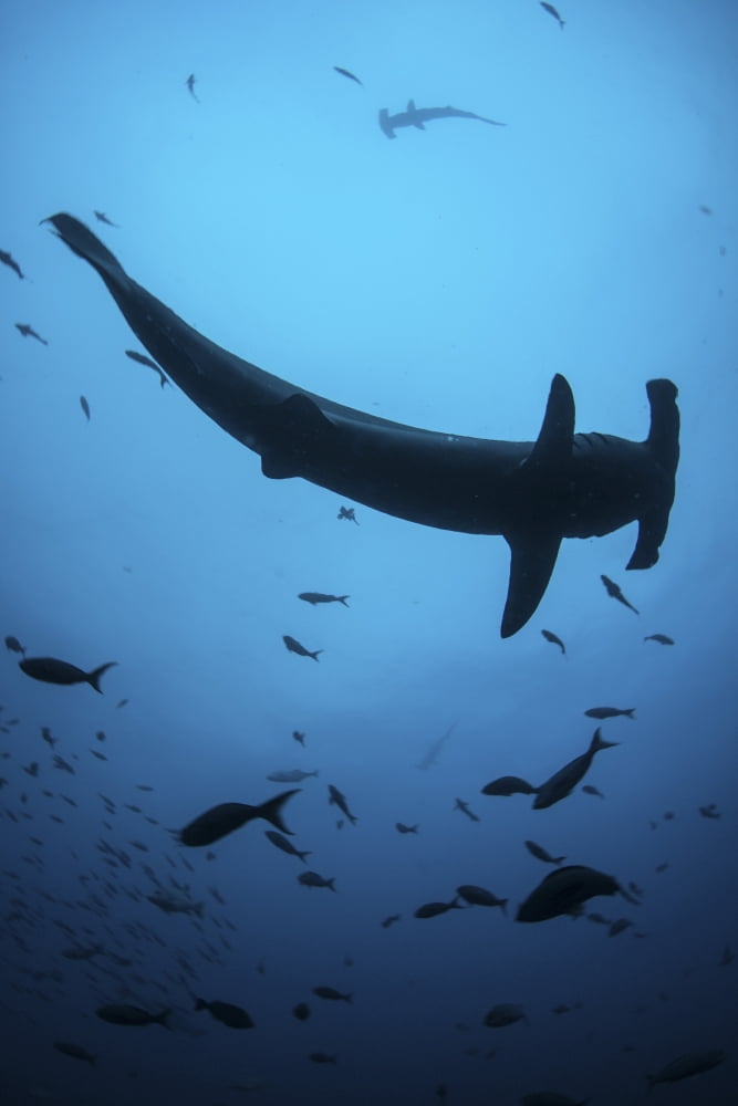 A scalloped hammerhead shark swims near Cocos Island Costa Rica Canvas Art - Ethan DanielsStocktrek Images (12 x 17)