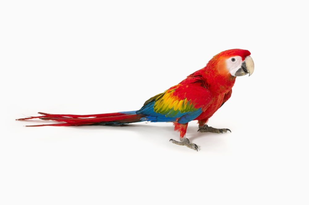 A scarlet macaw parrot on white background Canvas Art - Corey Hochachka Design Pics (19 x 12)