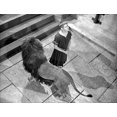 thumbnail image 1 of A scene from Androcles and the Lion Photo Print (8 x 10), 1 of 1