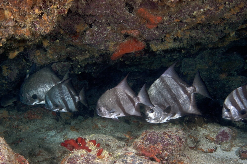 A school of Atlantic Spadefish off the coast of Key Largo Florida Canvas Art - Michael WoodStocktrek Images (18 x 12)