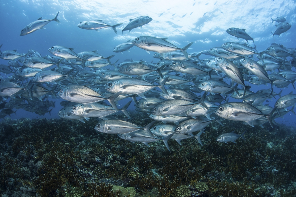 A school of Bigeye Jacks swimming over a reef in the Solomon Islands Canvas Art - Ethan DanielsStocktrek Images (34 x 23)