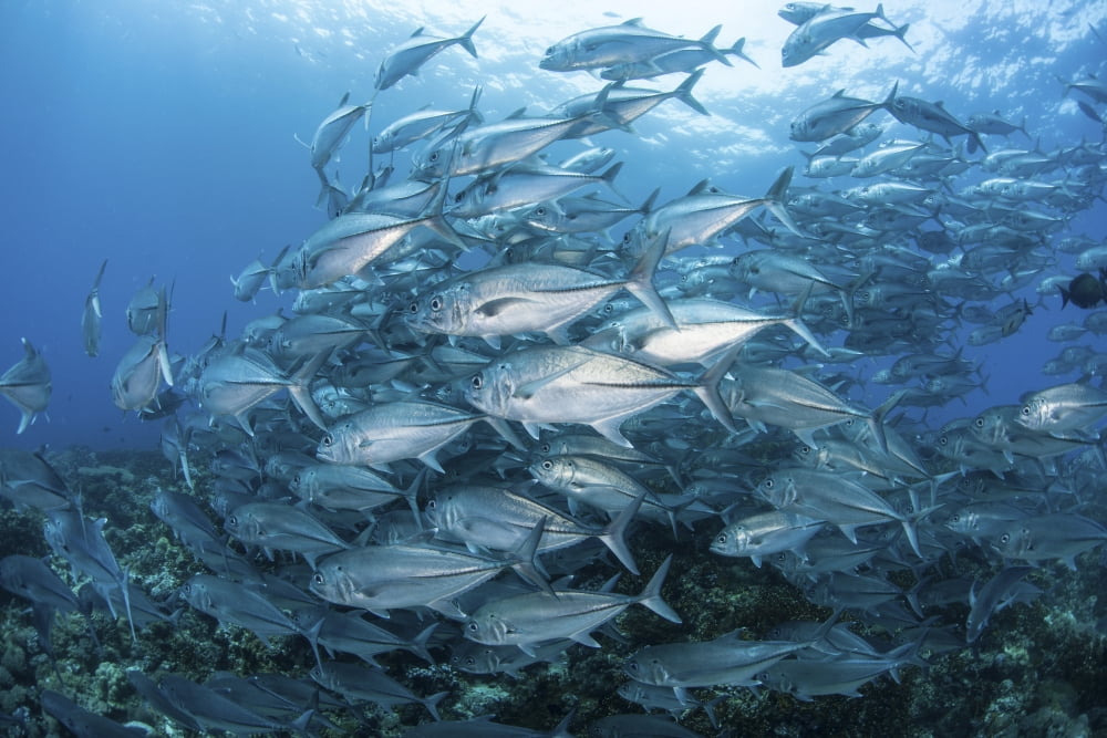 A school of Bigeye Jacks swimming over a reef in the Solomon Islands Canvas Art - Ethan DanielsStocktrek Images (34 x 23)