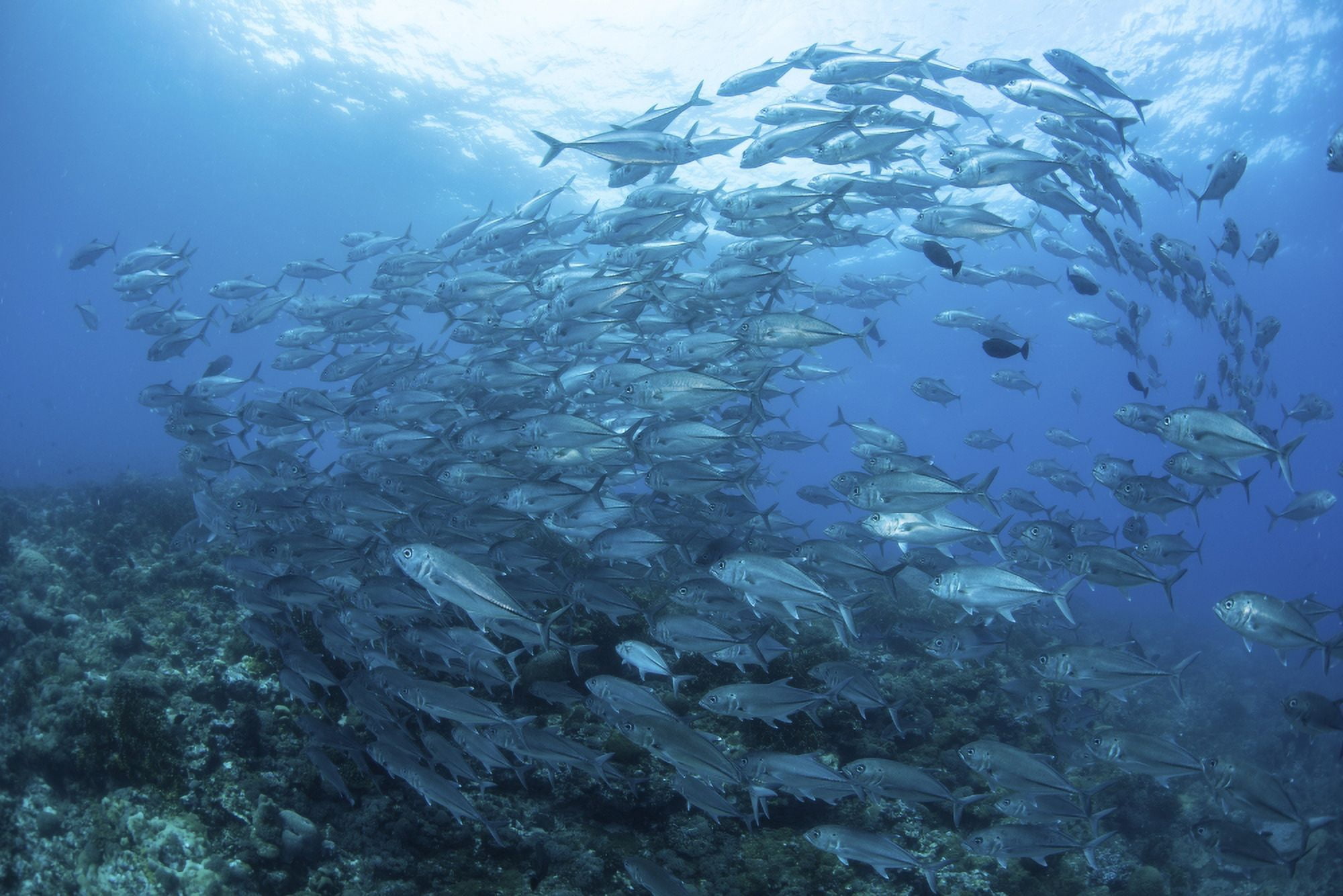 A school of Bigeye Jacks swimming over a reef in the Solomon Islands Canvas Art - Ethan DanielsStocktrek Images (34 x 23)