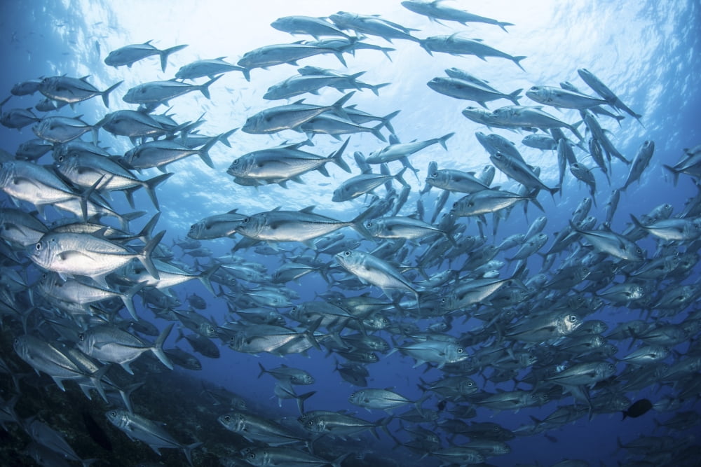 A school of Bigeye Jacks swimming over a reef in the Solomon Islands Canvas Art - Ethan DanielsStocktrek Images (34 x 23)