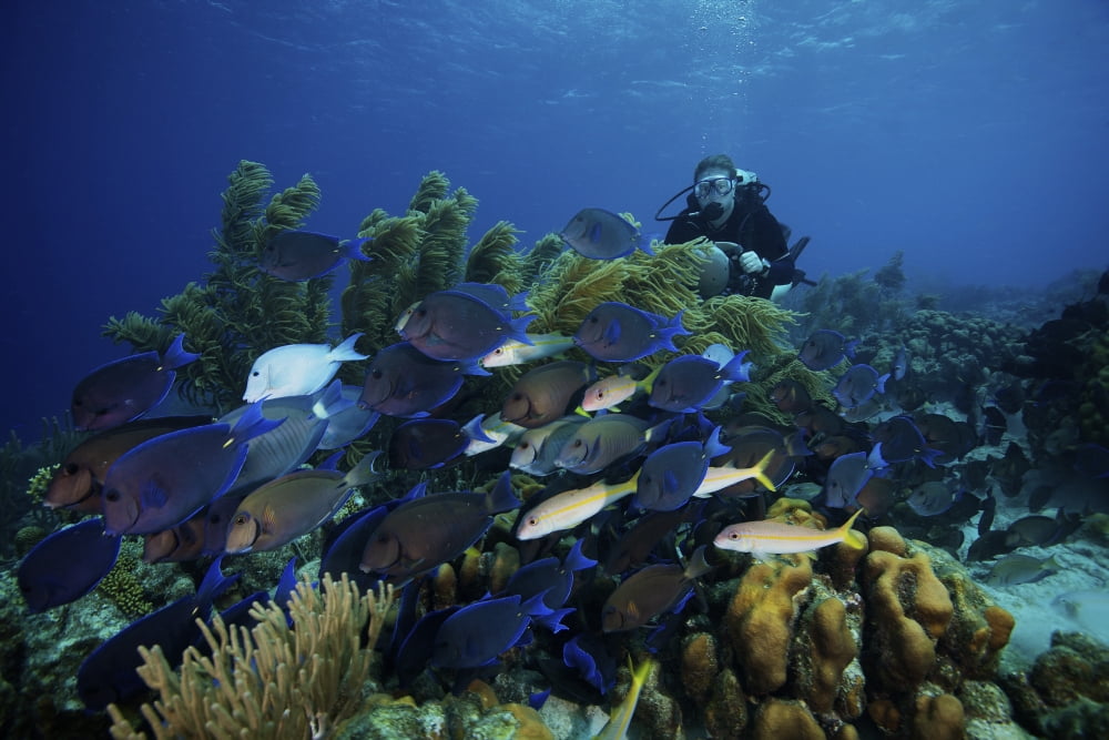 A school of Blue Tang feed on the reefs algae Canvas Art - Terry MooreStocktrek Images (35 x 23)