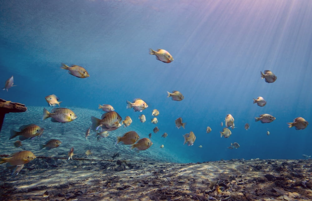 A school of Bluegill and Sunfish swim toward the light from above Canvas Art - Michael WoodStocktrek Images (18 x 12)