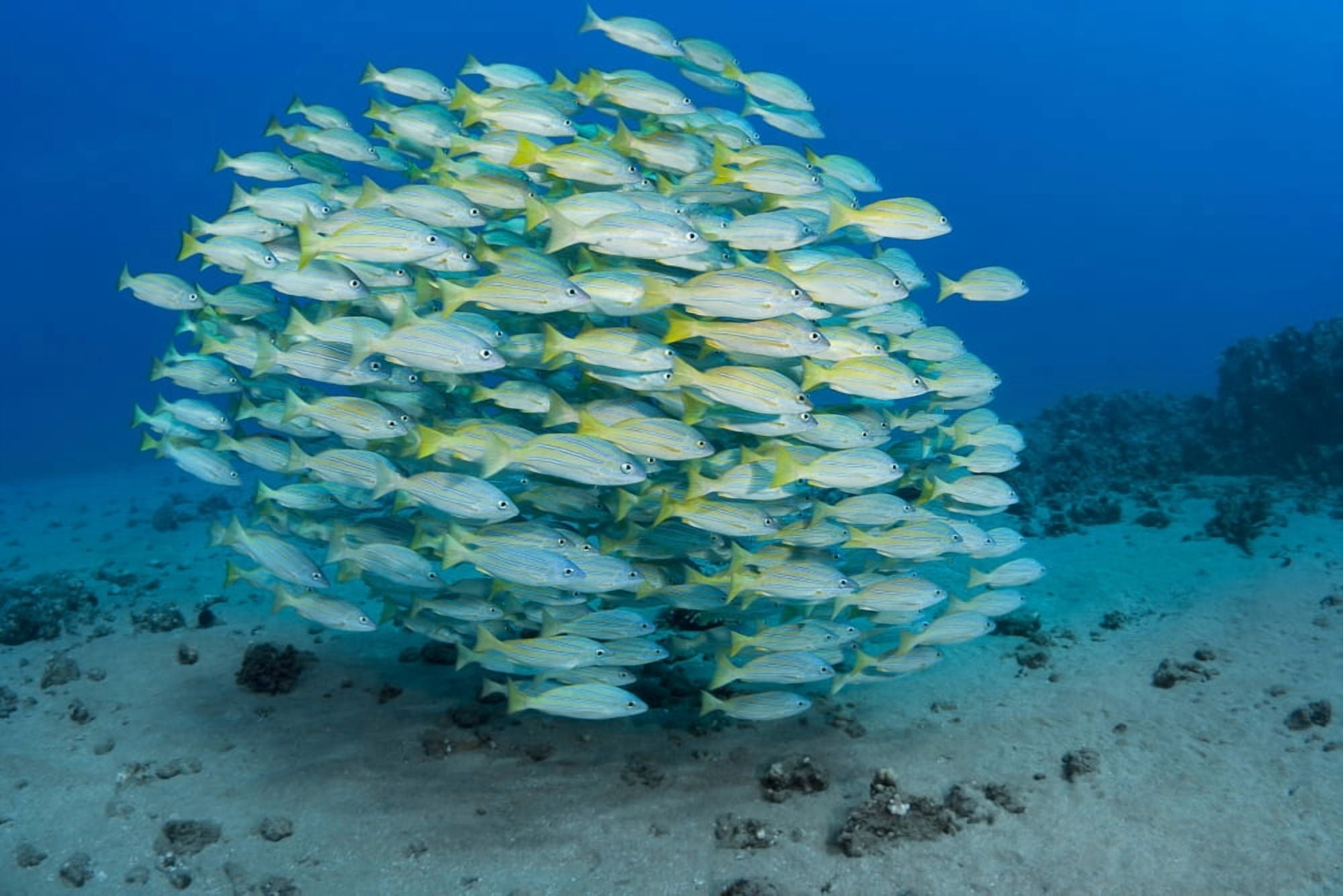 A school of Bluestripe Snapper (Lutjanus kasmira) Maui Hawaii United States of America Canvas Art - Dave Fleetham Design Pics (19 x 12)