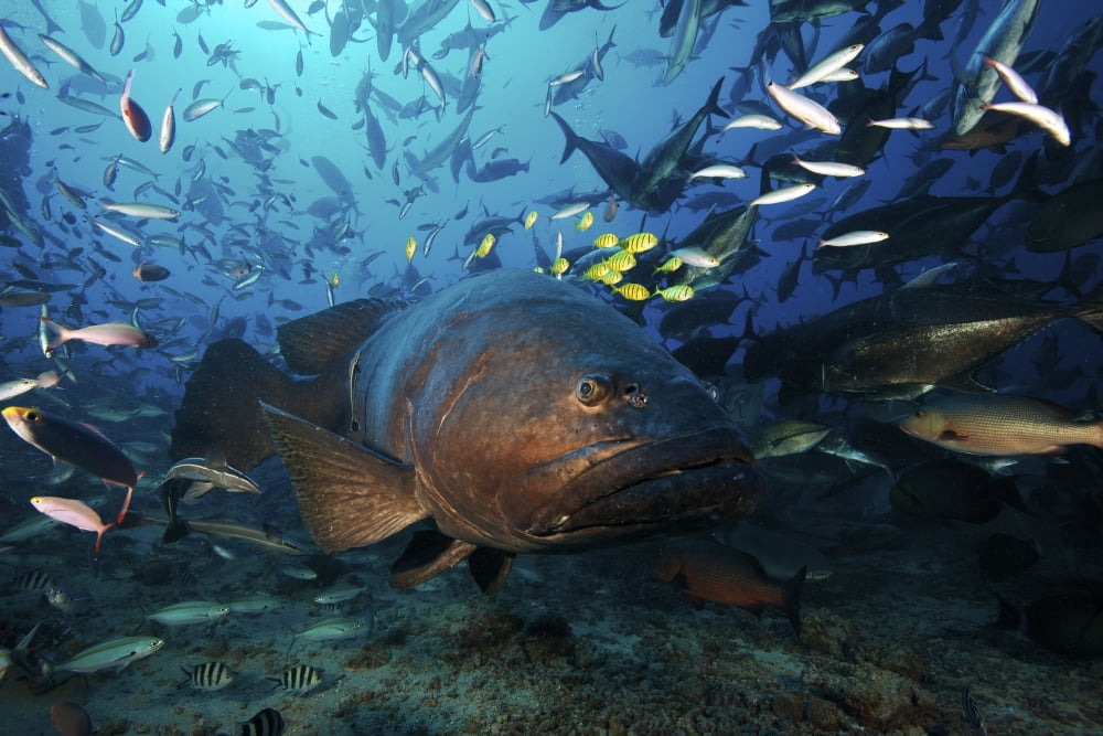 A school of Golden Trevally follow a Giant Grouper for protection during a shark feed Canvas Art - Terry MooreStocktrek Images (35 x 23)