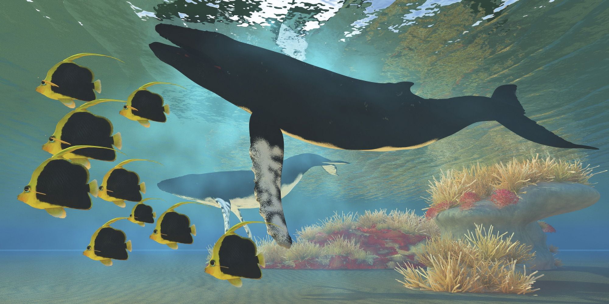 A school of Pennant fish swim by two Humpback whales Canvas Art - Corey FordStocktrek Images (20 x 10)