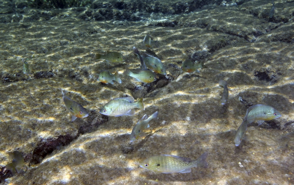 A school of Redbreast Sunfish swim around crevices in the river bottom Canvas Art - Michael WoodStocktrek Images (36 x 23)