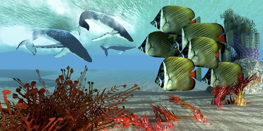 A school of Redtail Butterflyfish watch a group of humpback whales Canvas Art - Corey FordStocktrek Images (20 x 10)