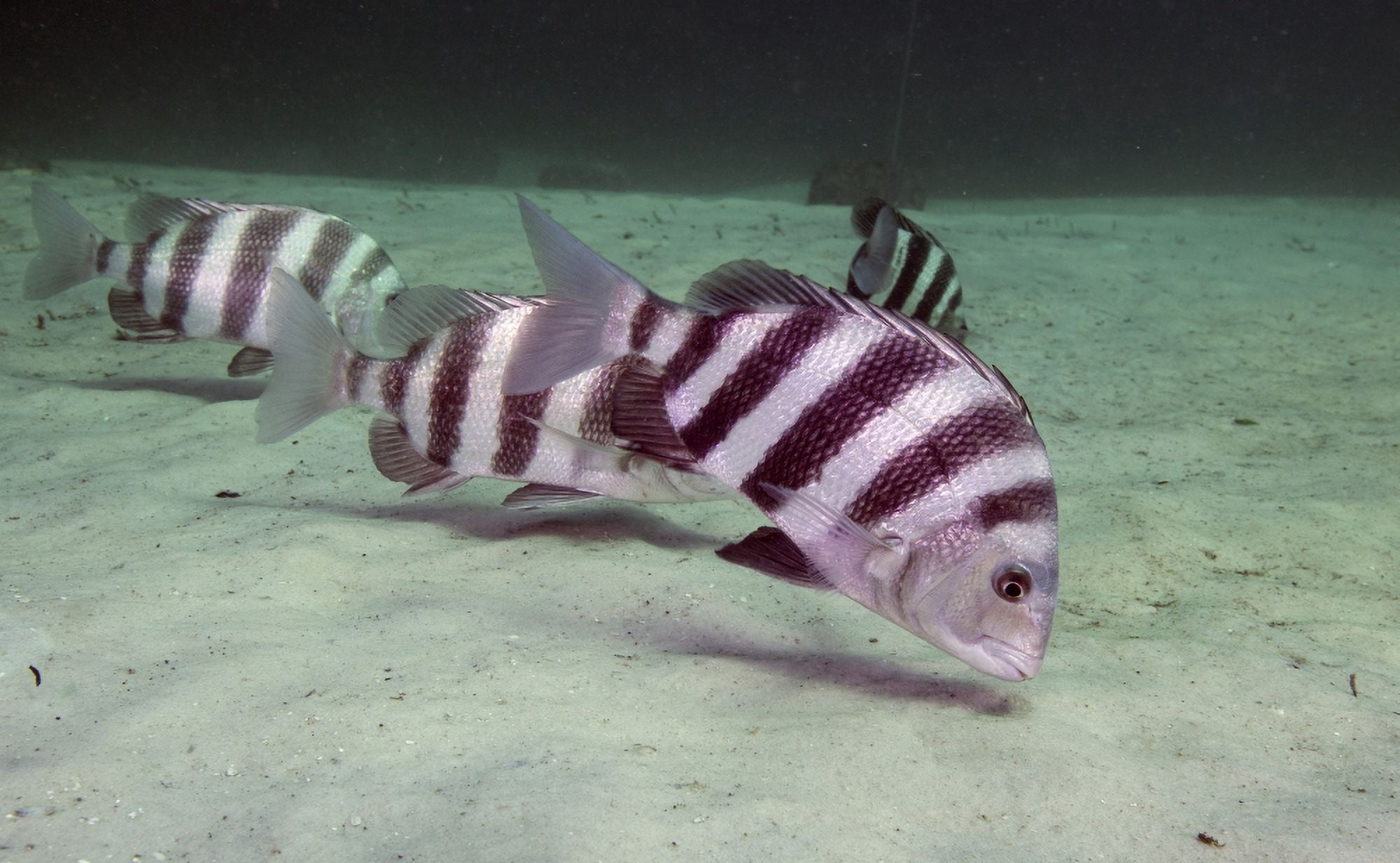 A school of Sheepshead feeding along the bottom of St Andrew Bay Florida Canvas Art - Michael WoodStocktrek Images (18 x 12)