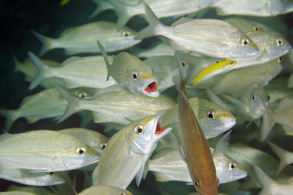 A school of Smallmouth Grunts Key Largo Florida Canvas Art - Michael WoodStocktrek Images (17 x 12)