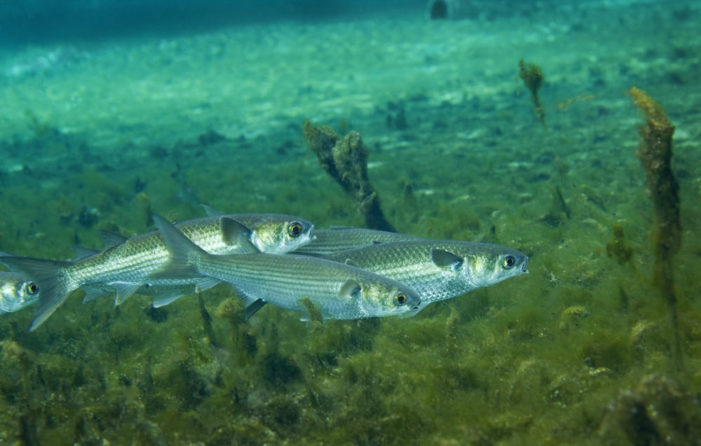 A school of Striped Mullet wim along the bottom of Fanning Springs Florida Canvas Art - Michael WoodStocktrek Images (18 x 12)