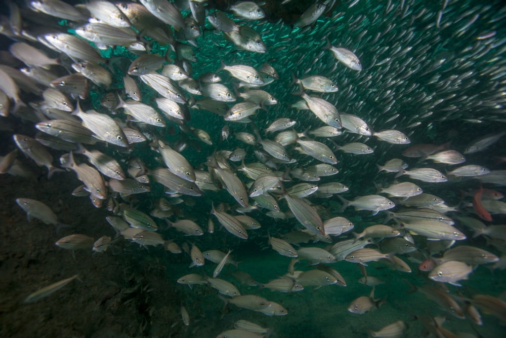 A school of Tomtate and Glass Minnows inside the shipwreck Liberty Panama City Florida Canvas Art - Michael WoodStocktrek Images (18 x 12)