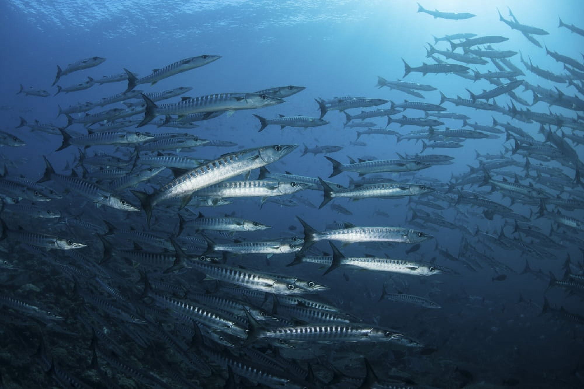 A school of barracuda above a coral reef in the Solomon Islands Canvas Art - Ethan DanielsStocktrek Images (17 x 12)