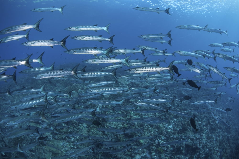 A school of barracuda above a coral reef in the Solomon Islands Canvas Art - Ethan DanielsStocktrek Images (34 x 23)