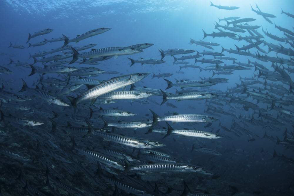 A school of barracuda above a coral reef in the Solomon Islands Canvas Art - Ethan DanielsStocktrek Images (34 x 23)