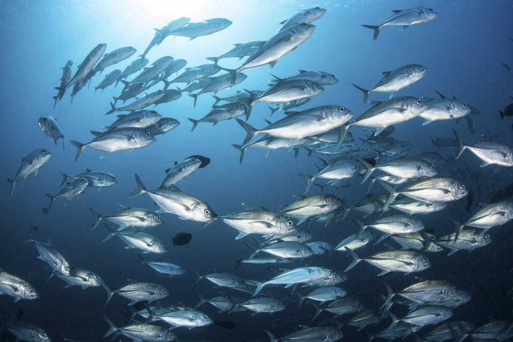A school of big-eye jacks above a coral reef Canvas Art - Ethan DanielsStocktrek Images (17 x 12)