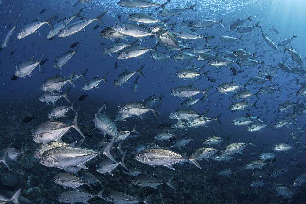 A school of big-eye jacks above a coral reef Canvas Art - Ethan DanielsStocktrek Images (17 x 12)