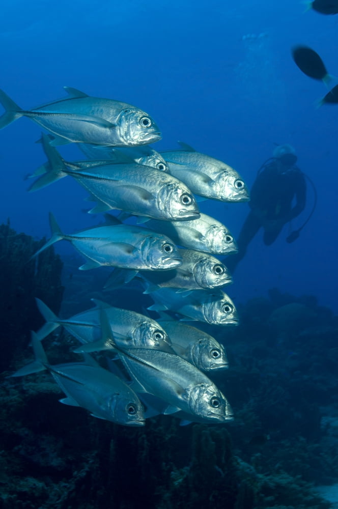 A school of bigeye trevally Papua New Guinea Canvas Art - Steve JonesStocktrek Images (12 x 18)