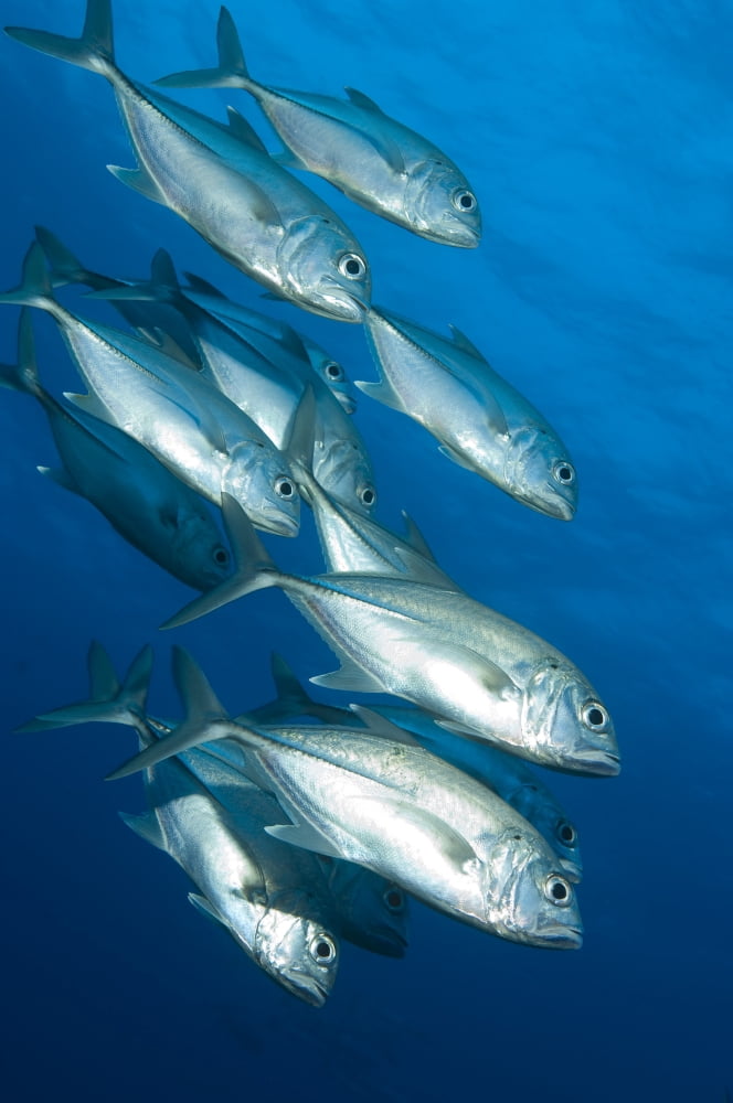 A school of bigeye trevally Papua New Guinea Canvas Art - Steve JonesStocktrek Images (12 x 18)