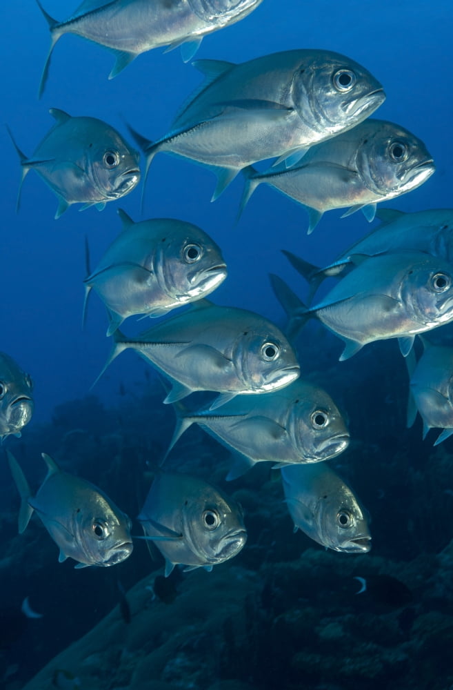 A school of bigeye trevally Papua New Guinea Canvas Art - Steve JonesStocktrek Images (12 x 18)