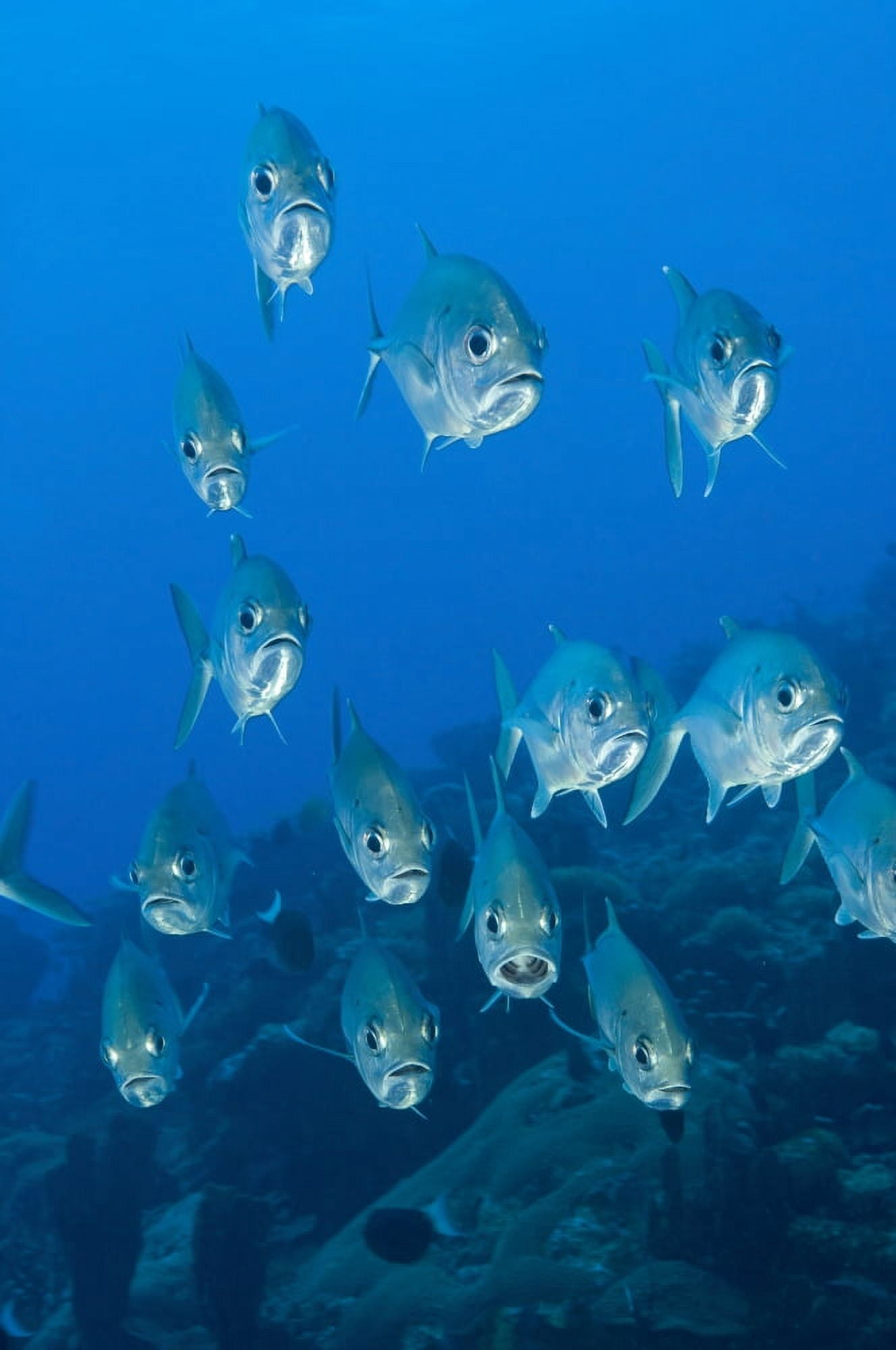 A school of bigeye trevally Papua New Guinea Canvas Art - Steve JonesStocktrek Images (12 x 18)