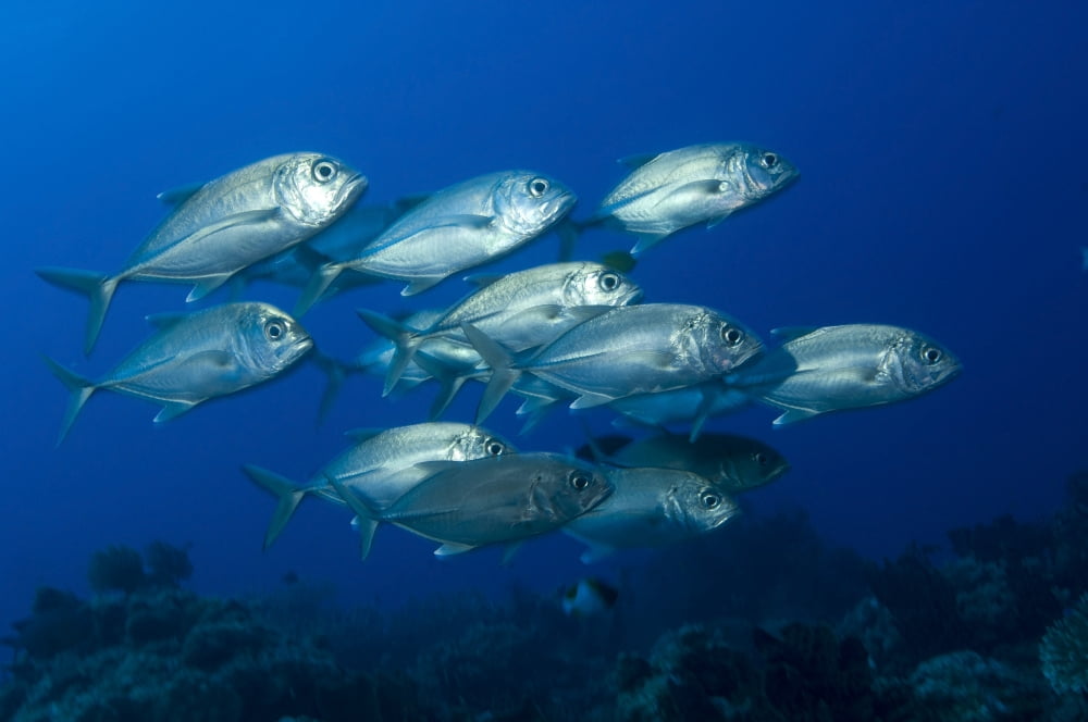 A school of bigeye trevally Papua New Guinea Canvas Art - Steve JonesStocktrek Images (18 x 12)