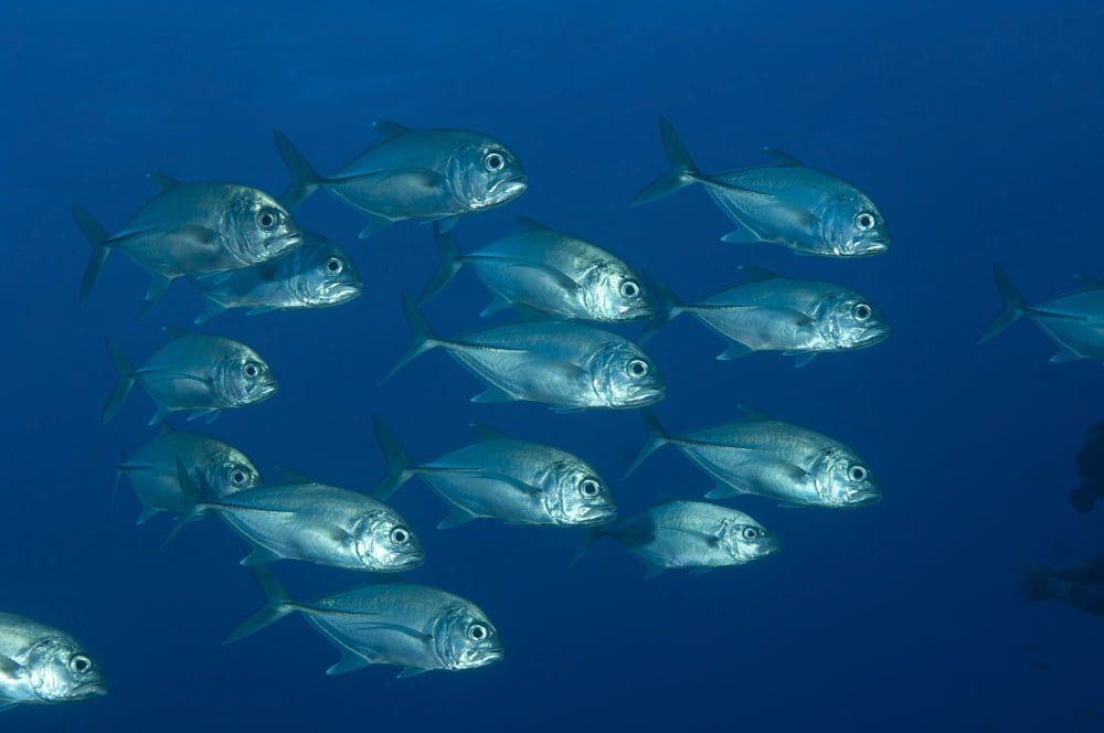 A school of bigeye trevally Papua New Guinea Canvas Art - Steve JonesStocktrek Images (18 x 12)