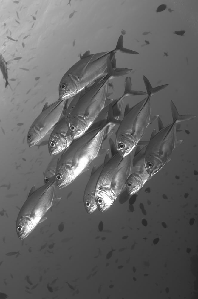A school of bigeye trevally Papua New Guinea Canvas Art - Steve JonesStocktrek Images (23 x 35)