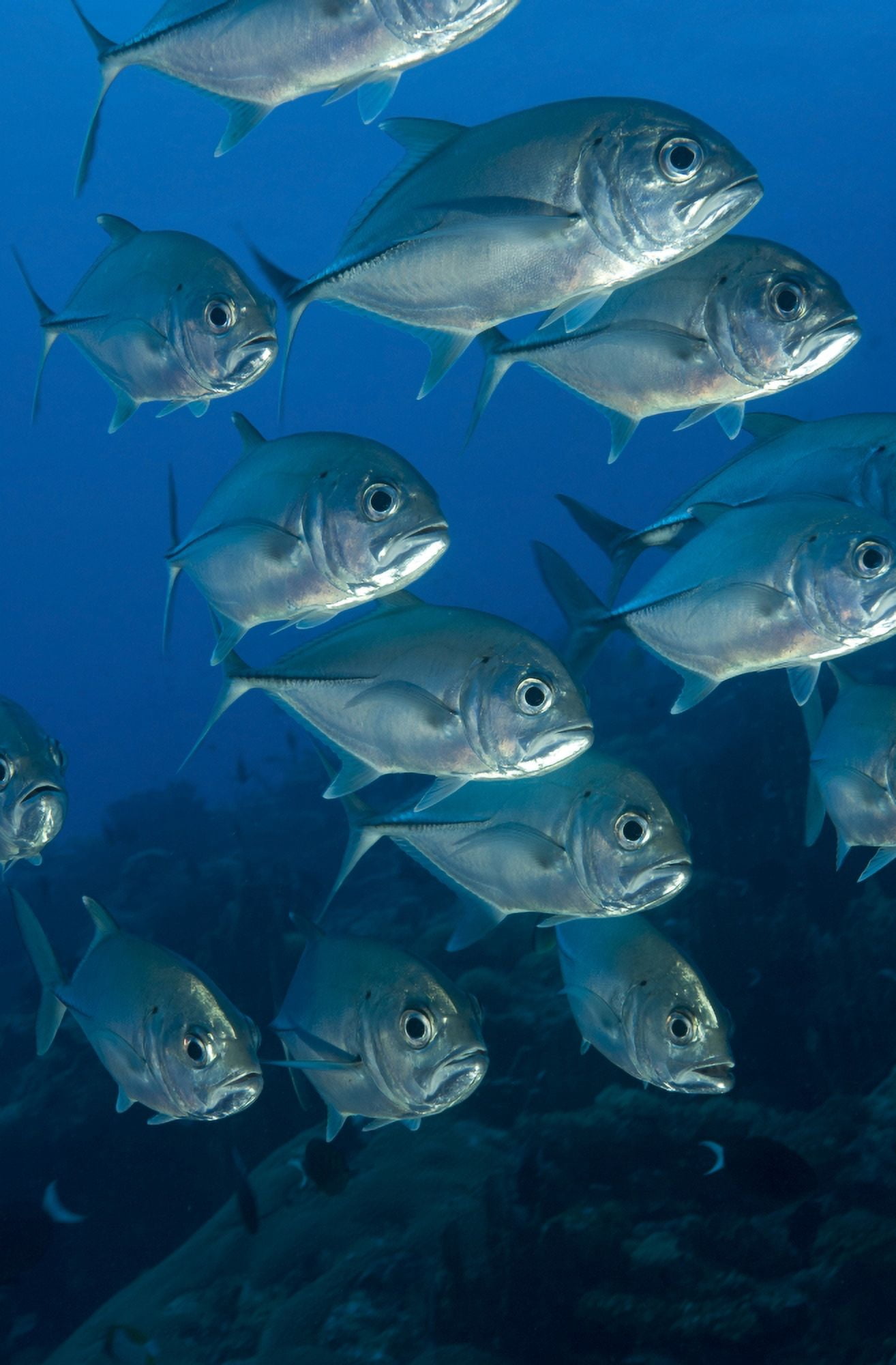 A school of bigeye trevally Papua New Guinea Canvas Art - Steve JonesStocktrek Images (23 x 35)