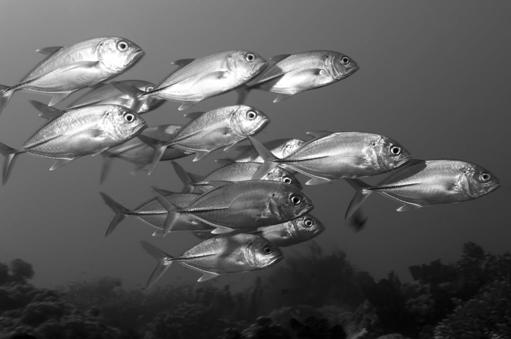 A school of bigeye trevally Papua New Guinea Canvas Art - Steve JonesStocktrek Images (35 x 23)