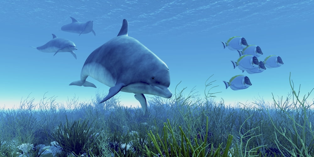 A school of blue tango fish swim away from a pod of dolphins Canvas Art - Corey FordStocktrek Images (40 x 20)