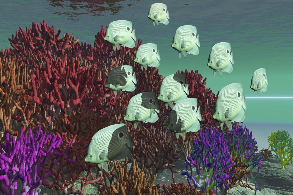 A school of butterflyfish swim over colorful coral Canvas Art - Corey FordStocktrek Images (18 x 12)