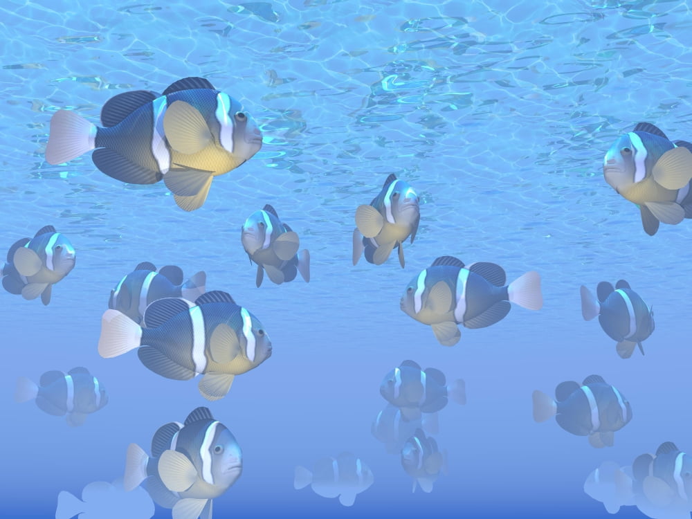 A school of clownfish swimming in the sea Canvas Art - Elena DuvernayStocktrek Images (17 x 13)