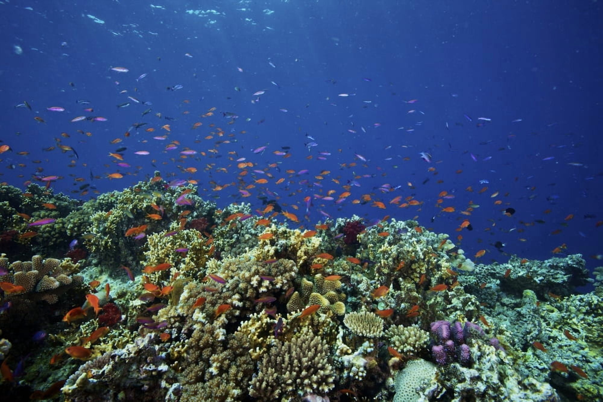 A school of orange basslets on a healthy Fijian reef Canvas Art - Terry MooreStocktrek Images (35 x 23)