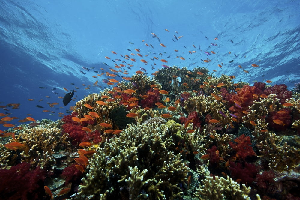 A school of orange basslets on a healthy coral reef in Fiji Canvas Art - Terry MooreStocktrek Images (18 x 12)