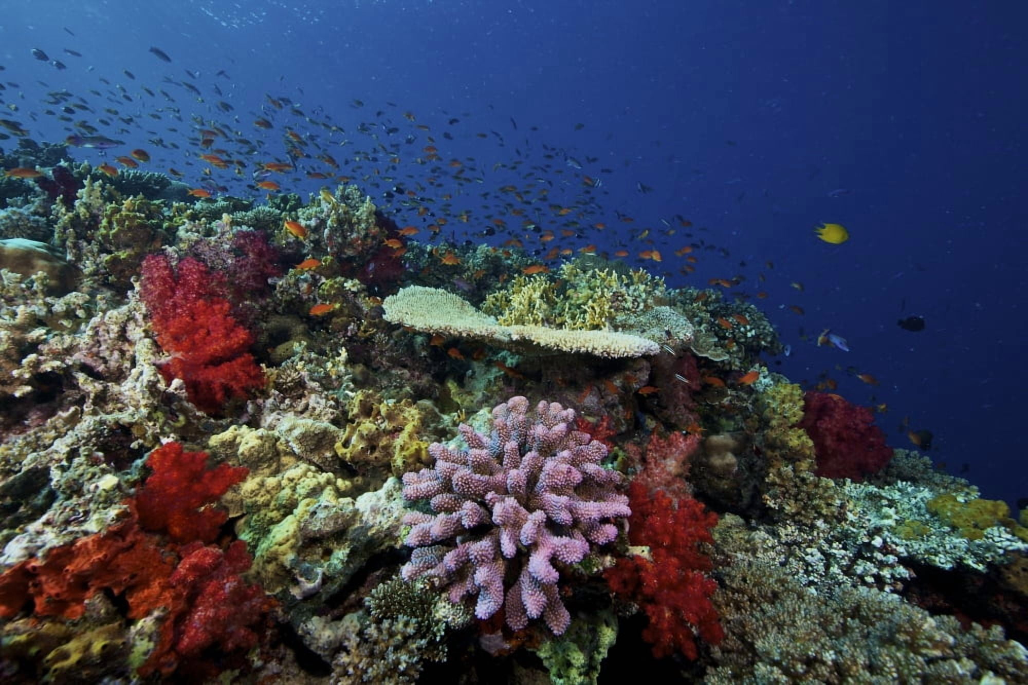 A school of orange basslets on a healthy coral reef in Fiji Canvas Art - Terry MooreStocktrek Images (18 x 12)
