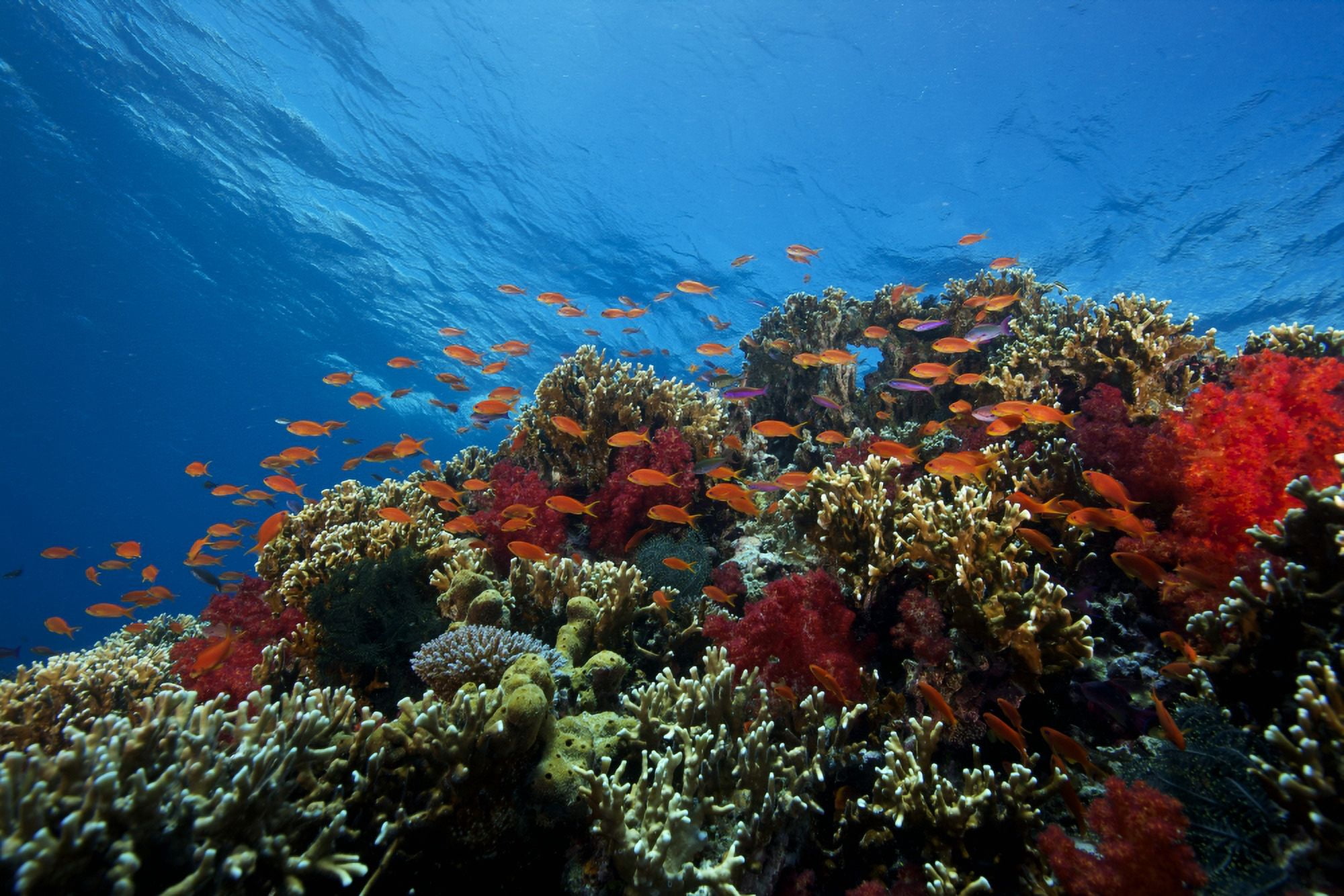 A school of orange basslets on a healthy coral reef in Fiji Canvas Art - Terry MooreStocktrek Images (35 x 23)