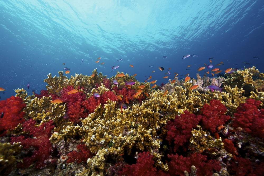 A school of orange basslets on a healthy coral reef in Fiji Canvas Art - Terry MooreStocktrek Images (35 x 23)