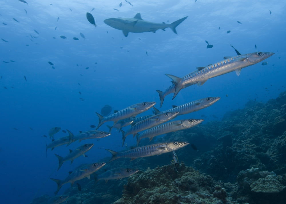 A school of pickhandle barracuda Papua New Guinea Canvas Art - Steve JonesStocktrek Images (17 x 12)