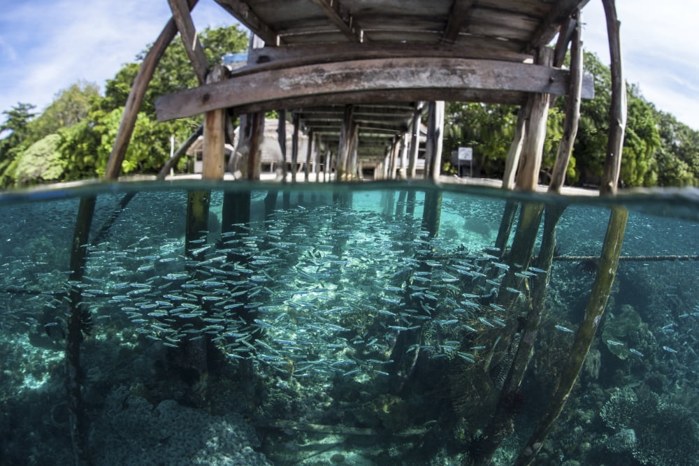 A school of silversides beneath a wooden jetty in Raja Ampat Indonesia Canvas Art - Ethan DanielsStocktrek Images (17 x 12)