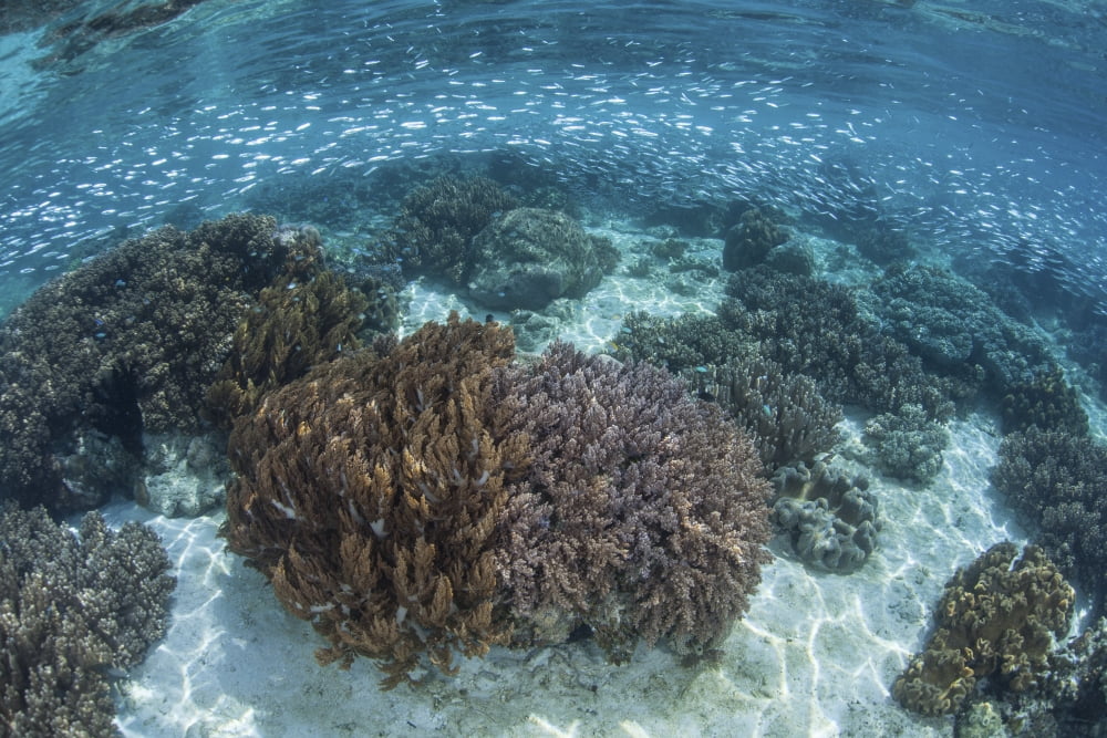 A school of silversides swim above a shallow reef in Raja Ampat Canvas Art - Ethan DanielsStocktrek Images (34 x 23)