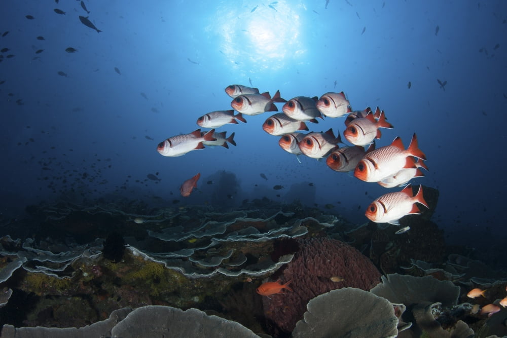 A school of soldierfish hover above a coral reef in Indonesia Canvas Art - Ethan DanielsStocktrek Images (17 x 12)