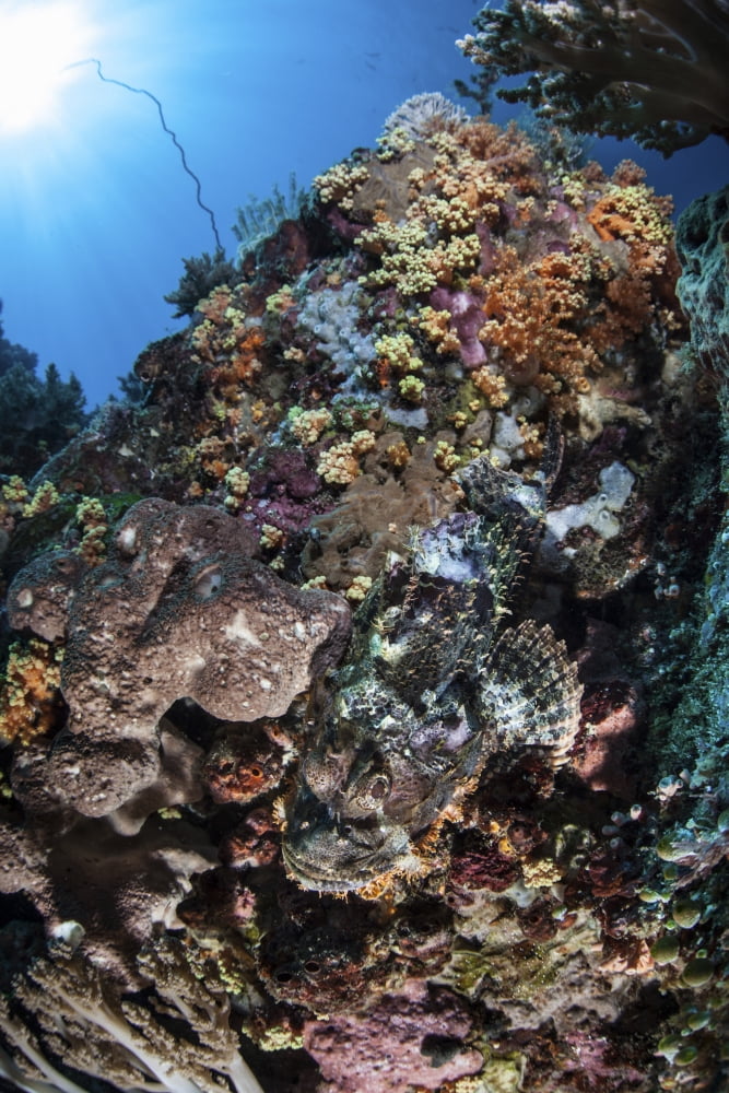 A scorpionfish is hidden among soft corals on a reef in Indonesia Canvas Art - Ethan DanielsStocktrek Images (12 x 17)