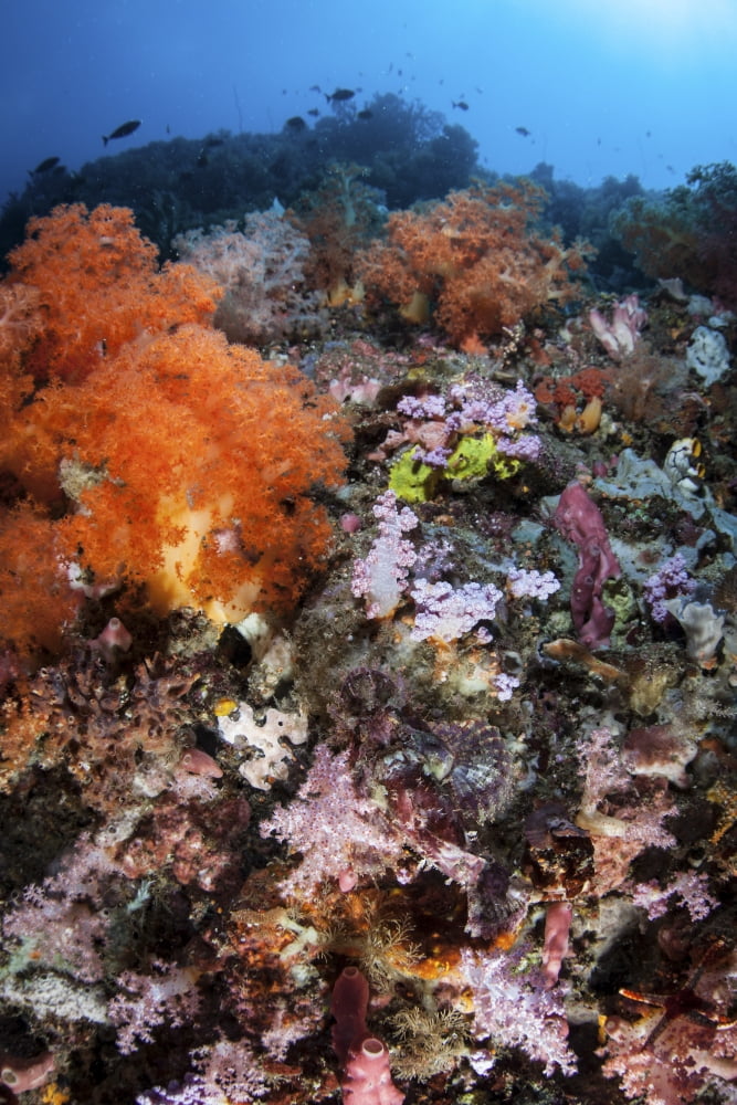 A scorpionfish is hidden among soft corals on a reef in Indonesia Canvas Art - Ethan DanielsStocktrek Images (23 x 34)