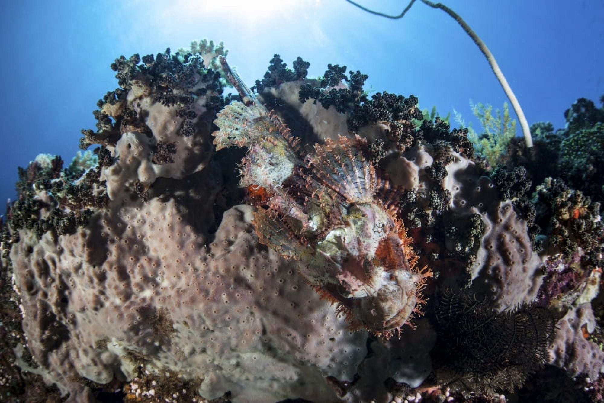 A scorpionfish lays on a coral reef near the island of Sulawesi Indonesia Canvas Art - Ethan DanielsStocktrek Images (34 x 23)