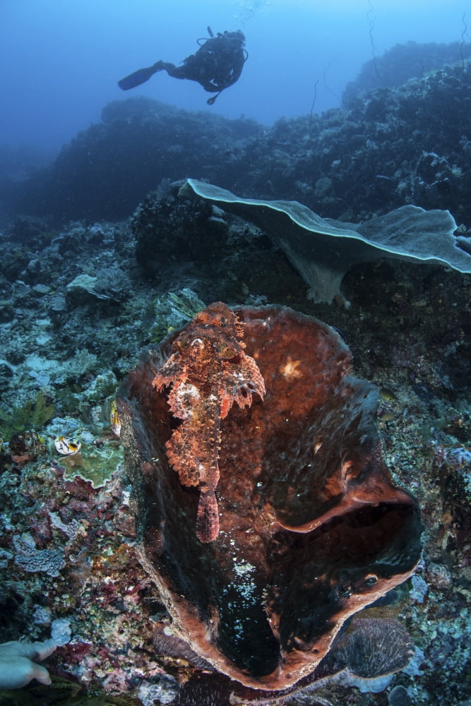 A scorpionfish lays on a large sponge on a coral reef Canvas Art - Ethan DanielsStocktrek Images (12 x 17)