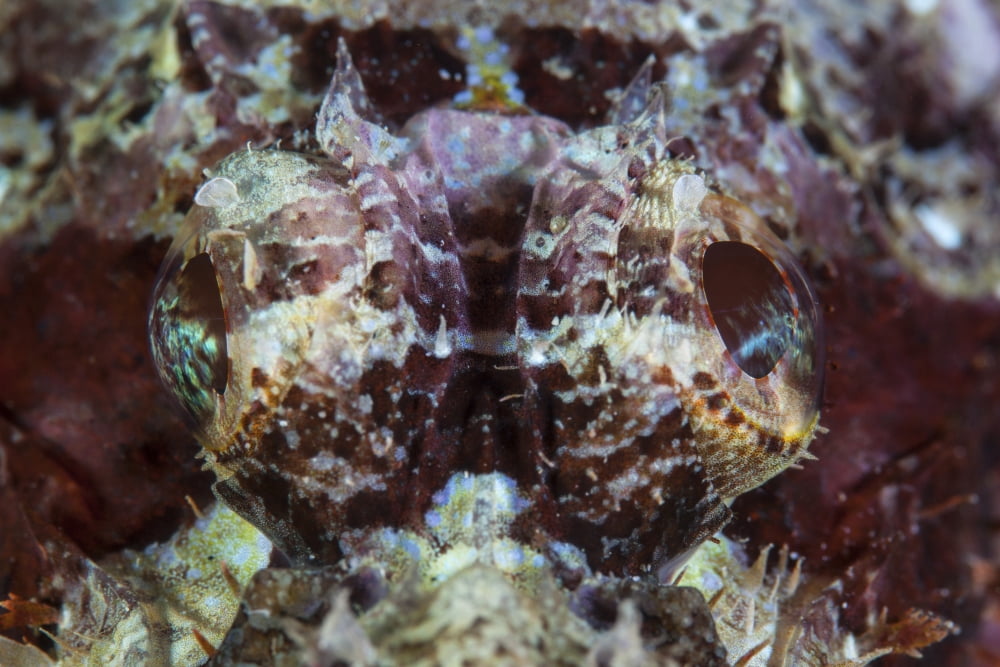 A scorpionfish lays on a reef in Indonesia Canvas Art - Ethan DanielsStocktrek Images (34 x 23)